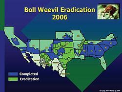 the boll weevil's impact usa test prep|boll weevil eradication.